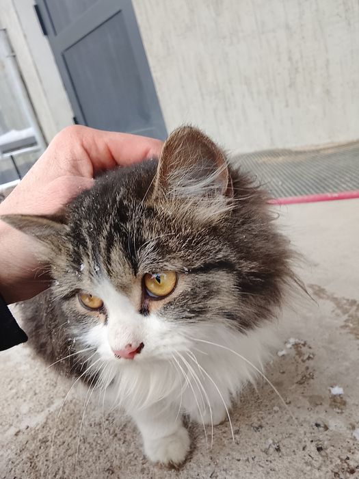 Кошка хороший 1 год почти