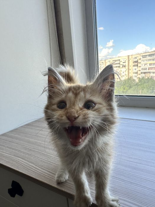 Отдаю маленькую кошечку в добрые руки