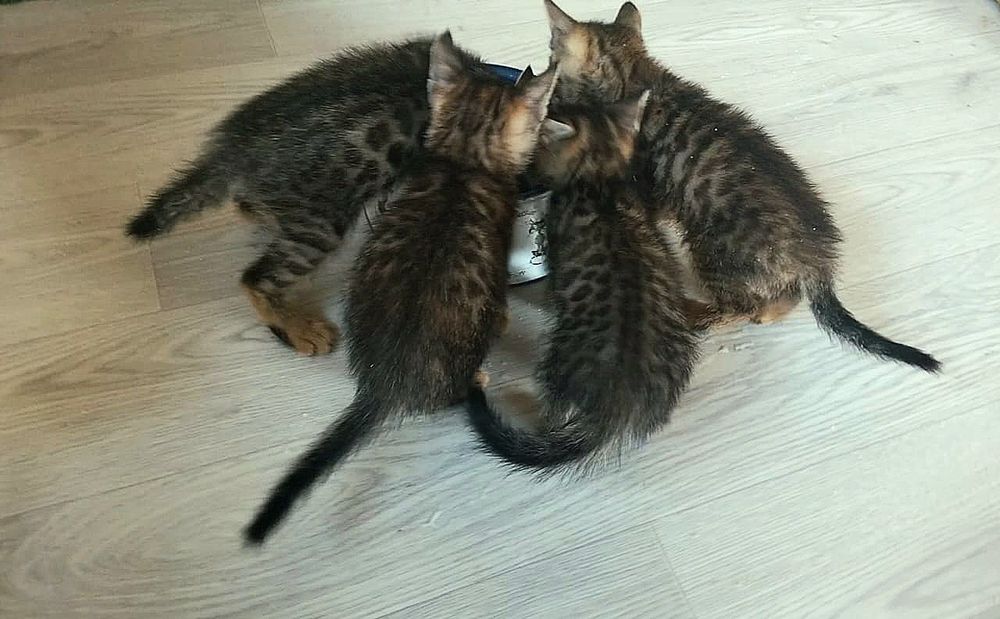 Полубенгальские котята