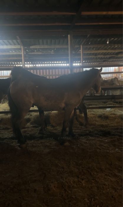 Айгыр мощный 4 жасар