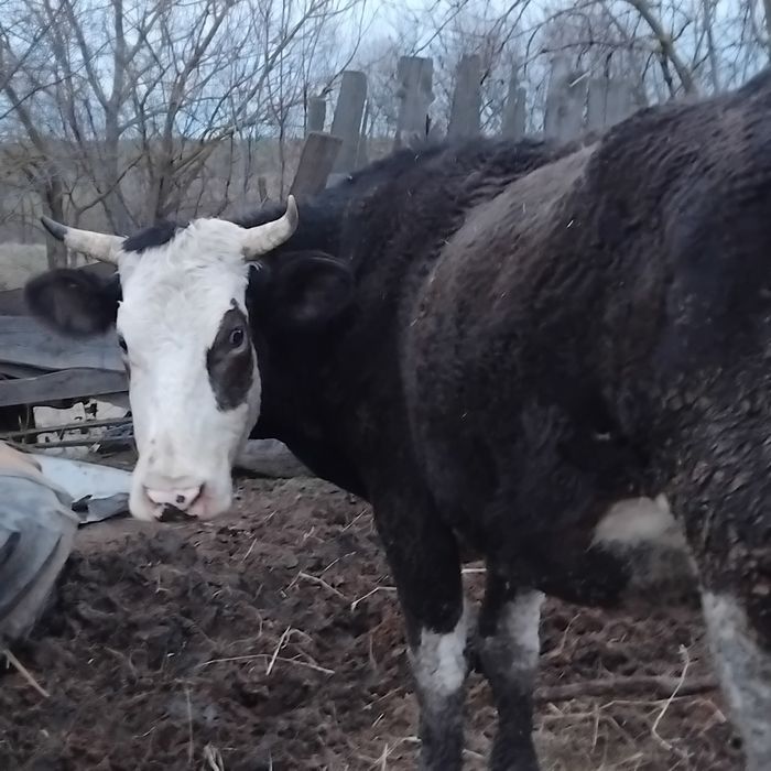 Vand vaca la a doua fatare