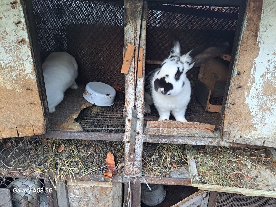 Продам кроликов!