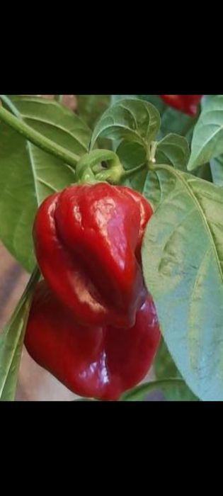 Семена сверх острого перца хабанеро красные и оранжевые