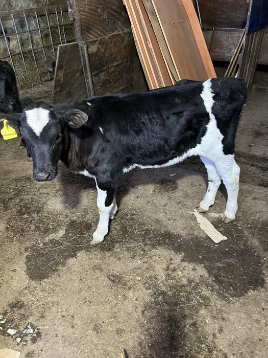 Бұзау сатамын ұрғашы  Продам теленка