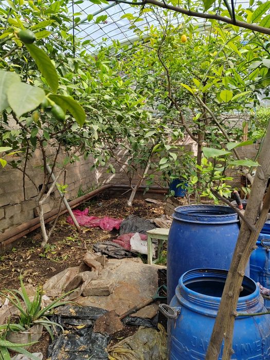 Взрослые Деревья лимона