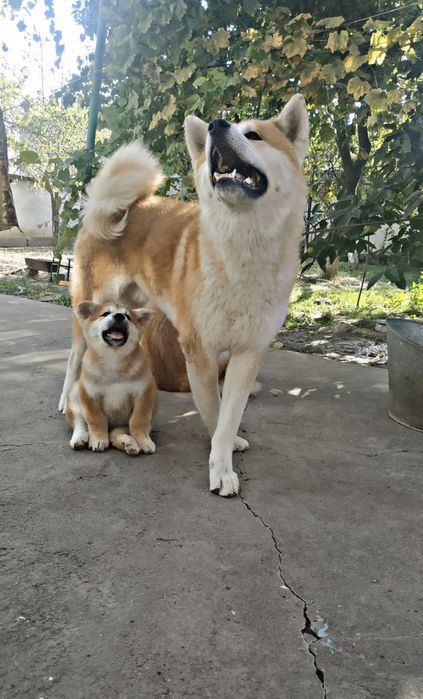 Продаются Щенки Акита-ину