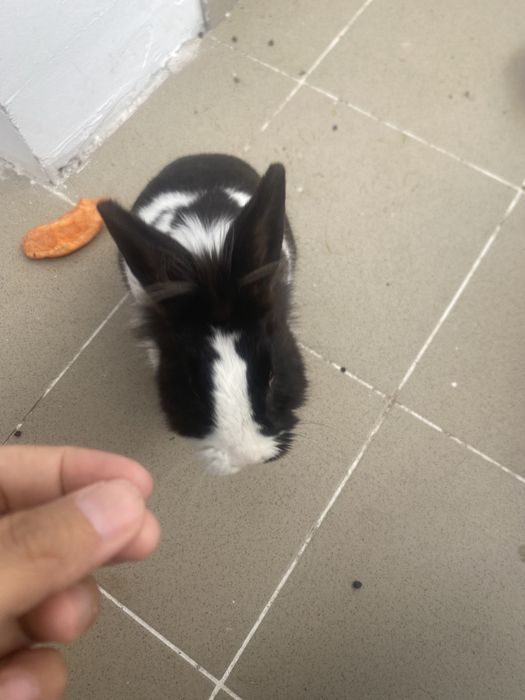 Милый декоративный кролик