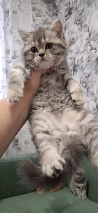 Шотландские скоттиш страйт котята