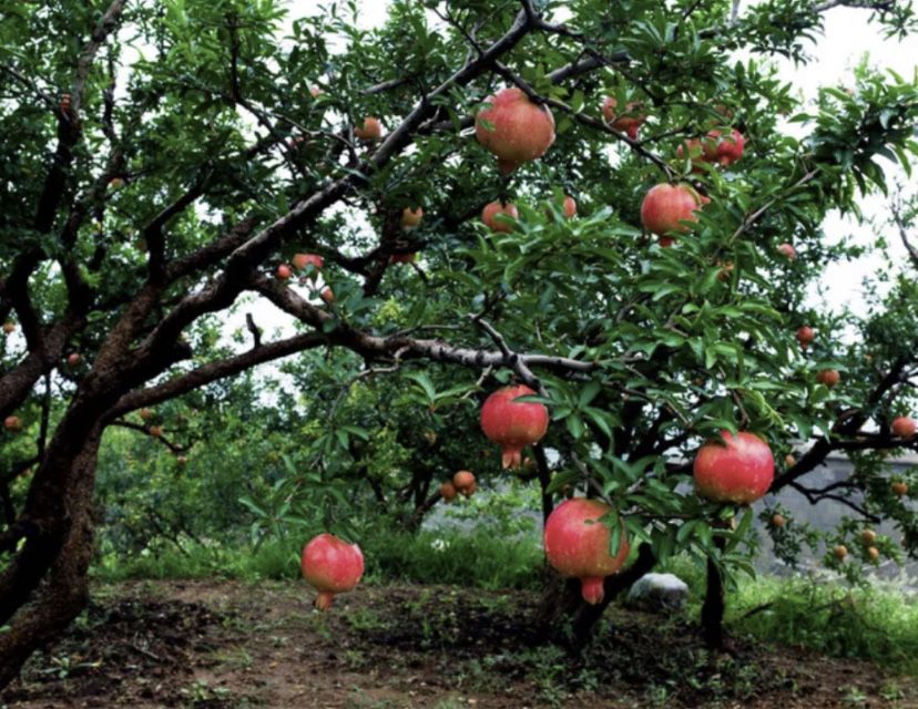 Rodiu guleisha rezistent