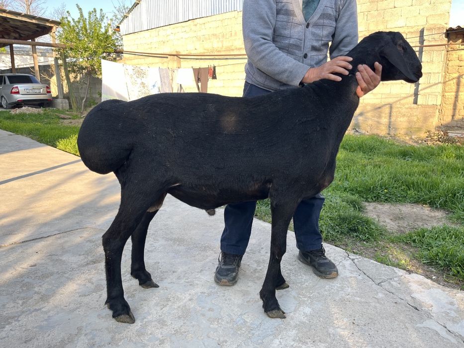 Кошкар сатылады 1 жасар