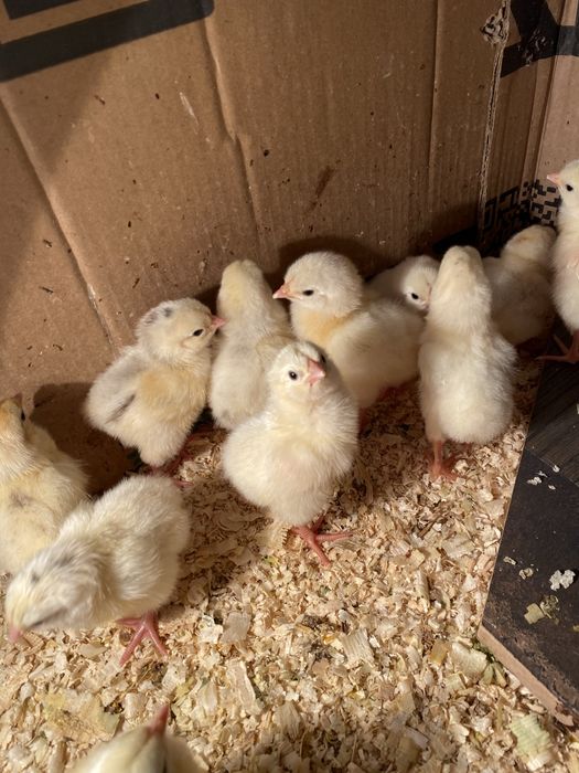 Цыплята Адлер серебристый.