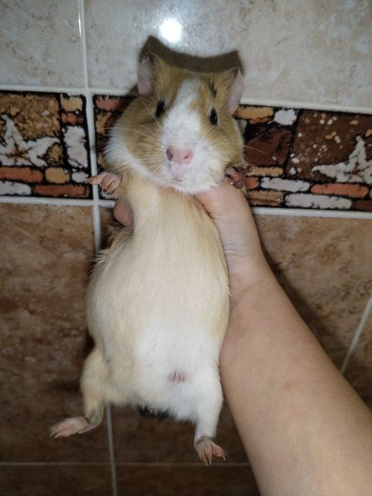 Морская свинка милая девочка