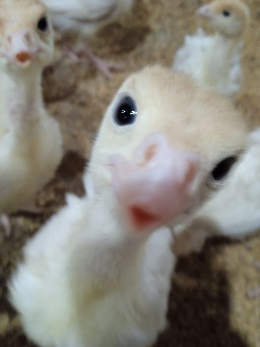 Jojalar sotiladi Mesni tovuq jojalari Kurka jojalari Big 6 Bronza 708