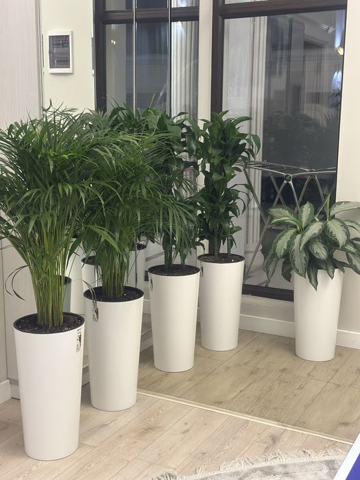 Оптом ва донага хонаки гуллар тувакда офис учун