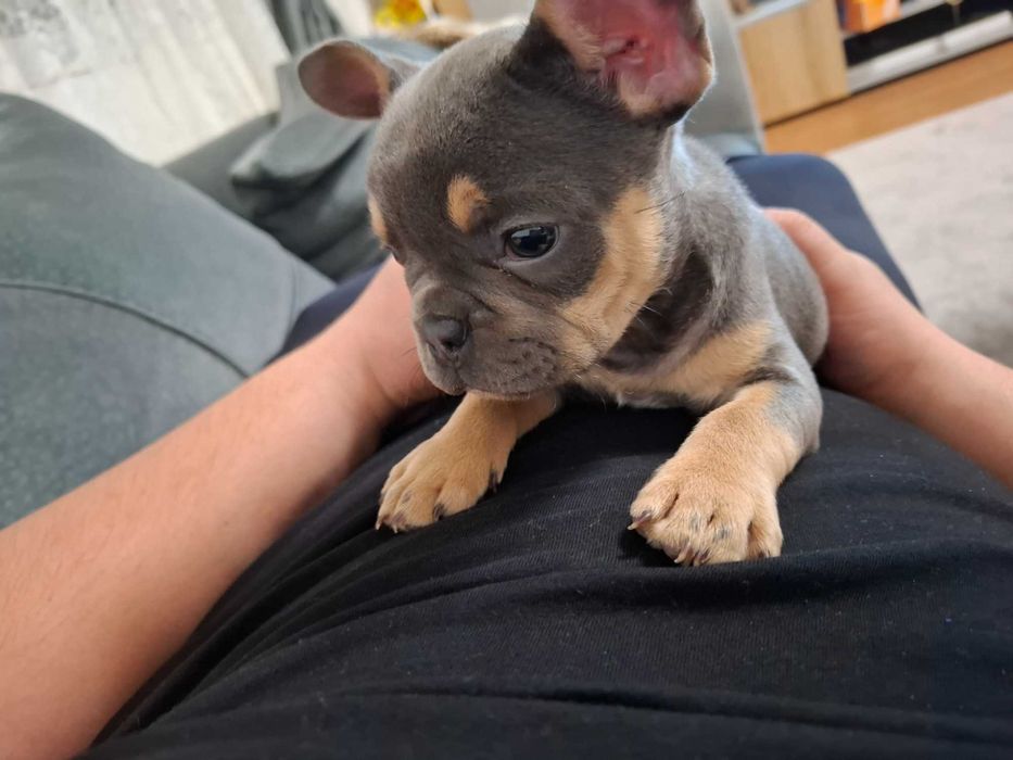 Продавам френски булдог