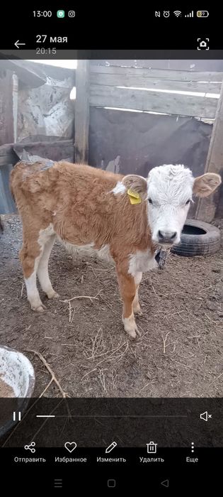 Бұзаулы сиыр 400000