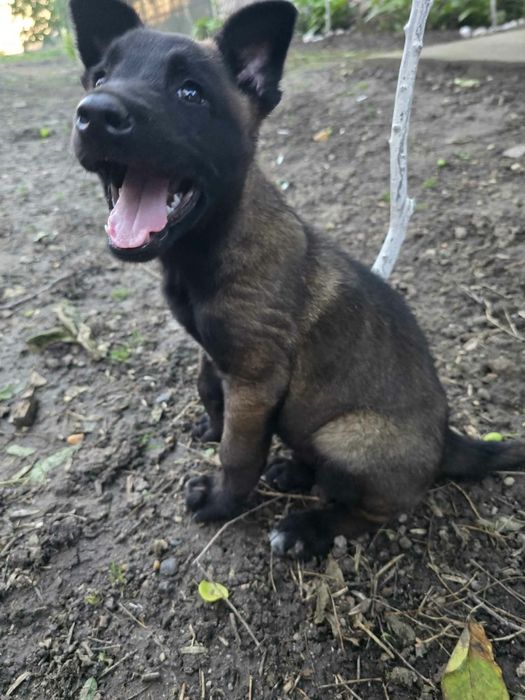 Ciobănesc belgian malinois