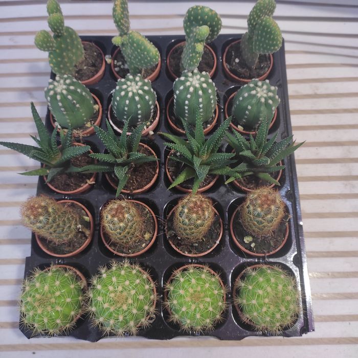 Кактусы и суккуленты в ассортименте