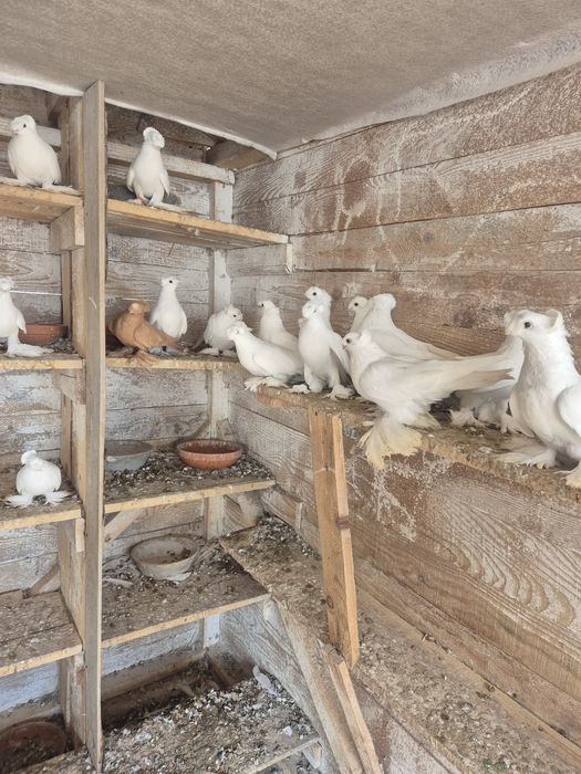 Jucatori de botosani