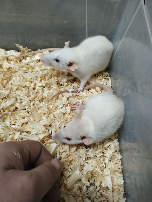 Плъхчета дъмбо, за домашни любимци.