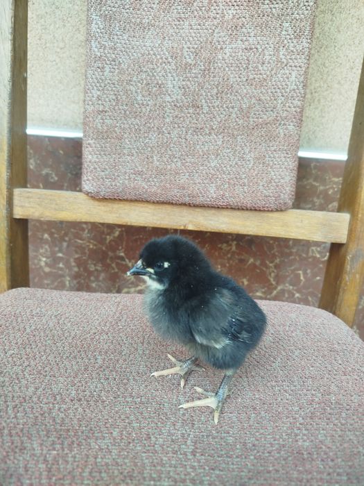 Inkubator Jersi jojalari