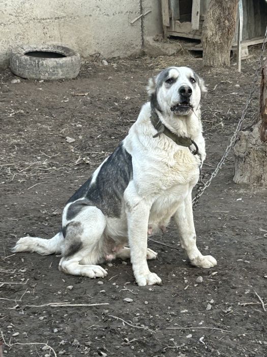 Щенки тобета, кушык сатылымда!