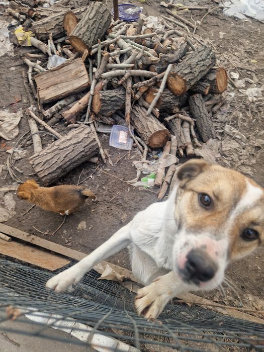 Здравствуйте отдам звоночков срочно