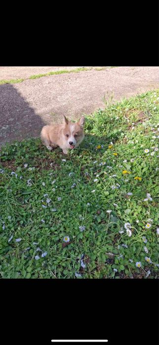 Продавам Уелско Корги Пембрук