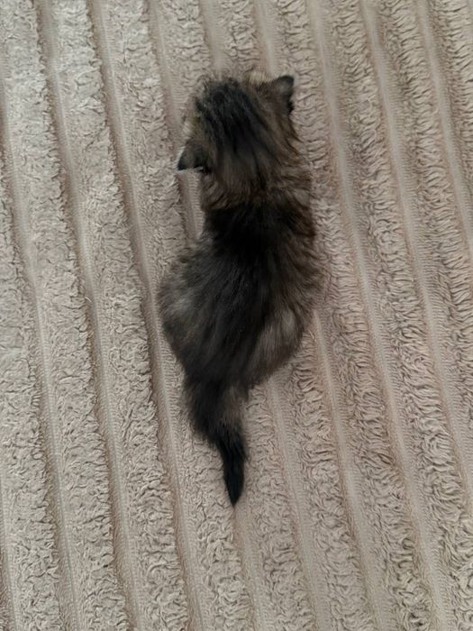 Продаются котята скоттиш страйт