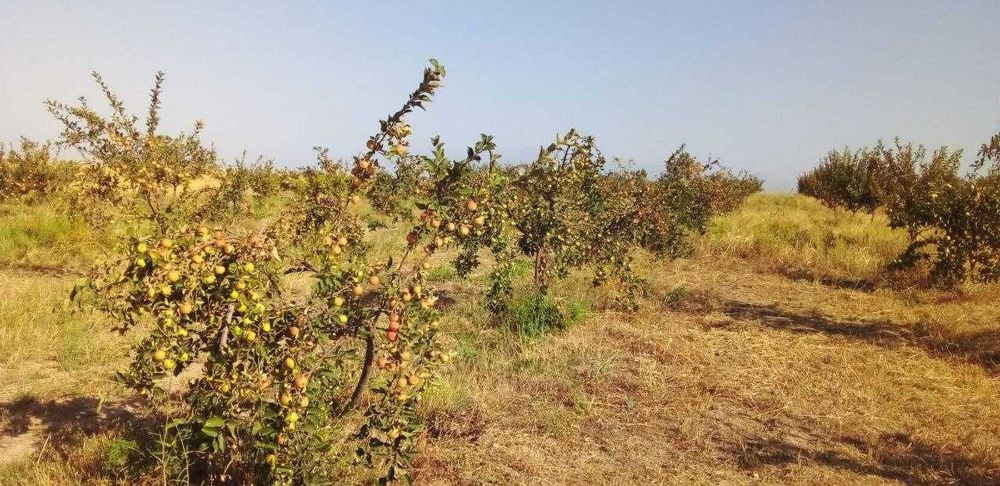 13 gektar hosilga kirgan bog'