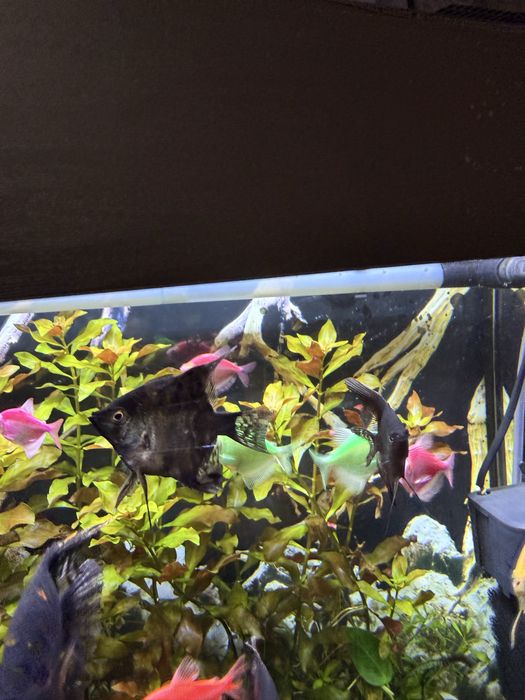 Продам рыбок Скалярии