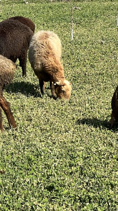 Sotildi……………………….