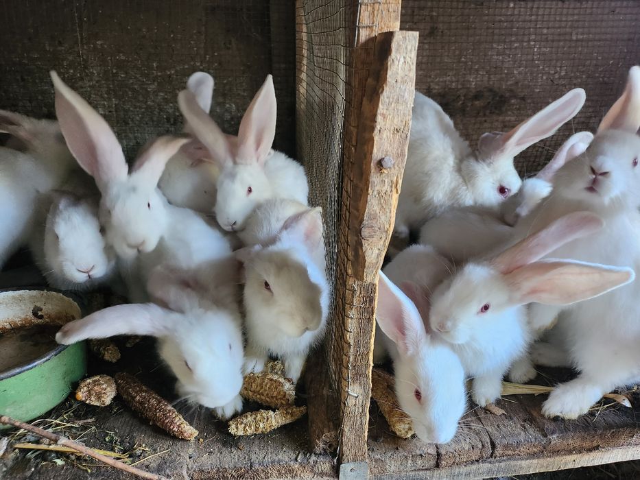 Vand pui iepuri Uriaș German Alb