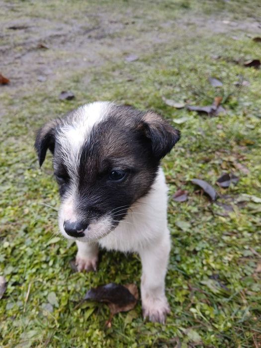 adoptii animale de companie