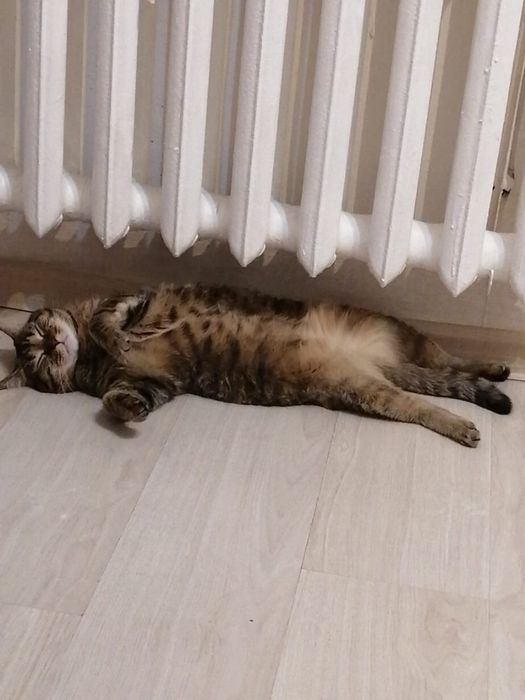 Отдам даром кошку в хорошие руки