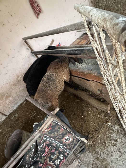 Мода куй сотилади 3.5 милионга 2,7 милион