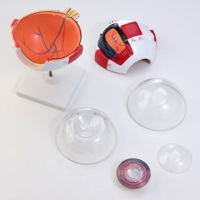 Макет человеческого глаза 21×14см - анатомический учебный инструмент/