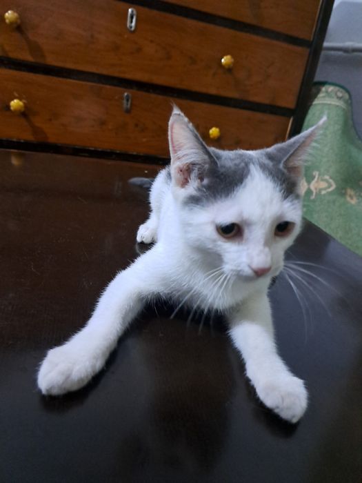 Котёнок 4 месяца