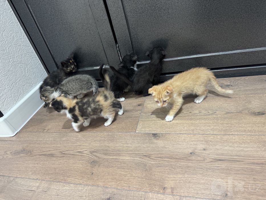 Кошка бесплатно Скоттиш фолд