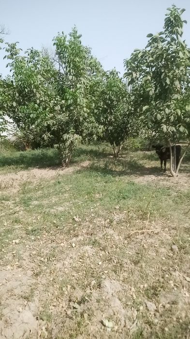 Uchaska 15 sotiy dakument joyida