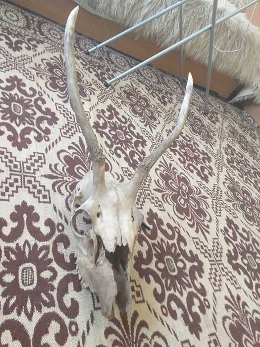 Рога рог елен еленски лопатар сръндак сърна роги трофей ловен ловци