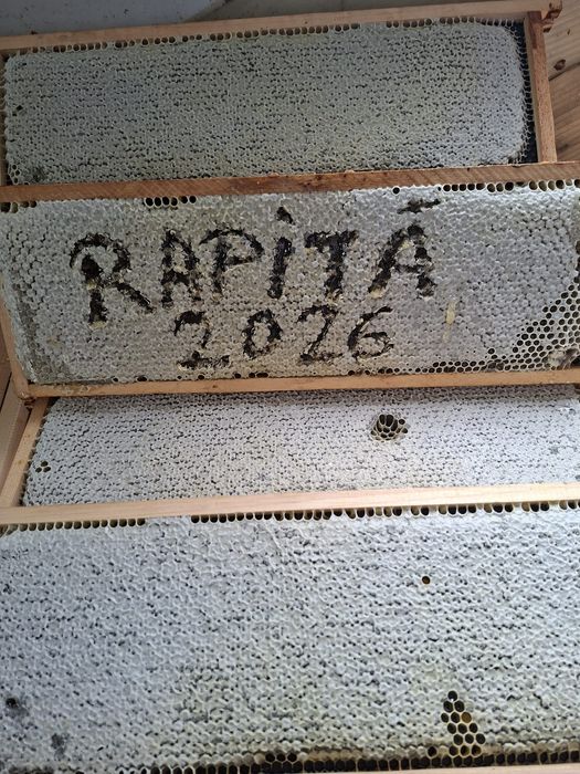 Regine mătci Buckfast carnica carpatină stupi albine  roiuri roi stupina rame familii miere mătci virgine neîmperecheate