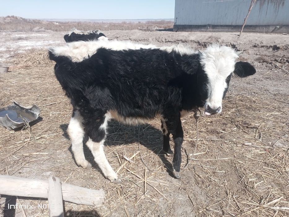 Качор сотилади соґлом буйи баланд