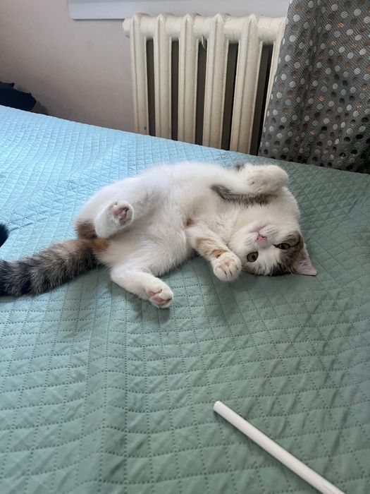 Looking for a family to adopt my cat