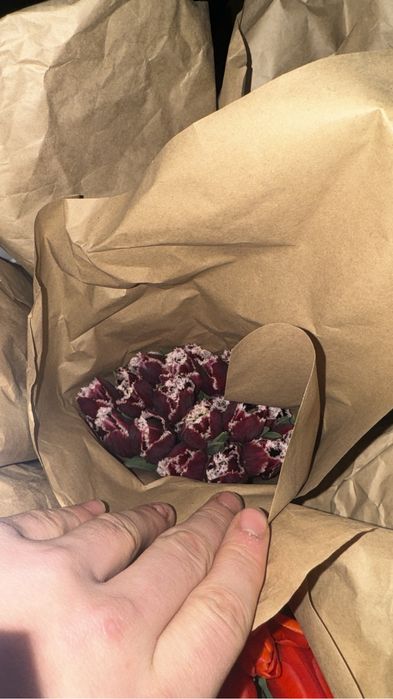 Распродажа тюльпанов 500 тенге