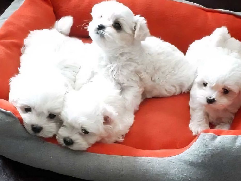 Малтийска болонка