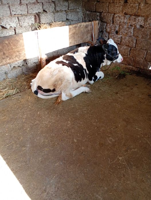 Vițea de vânzare în județul olt