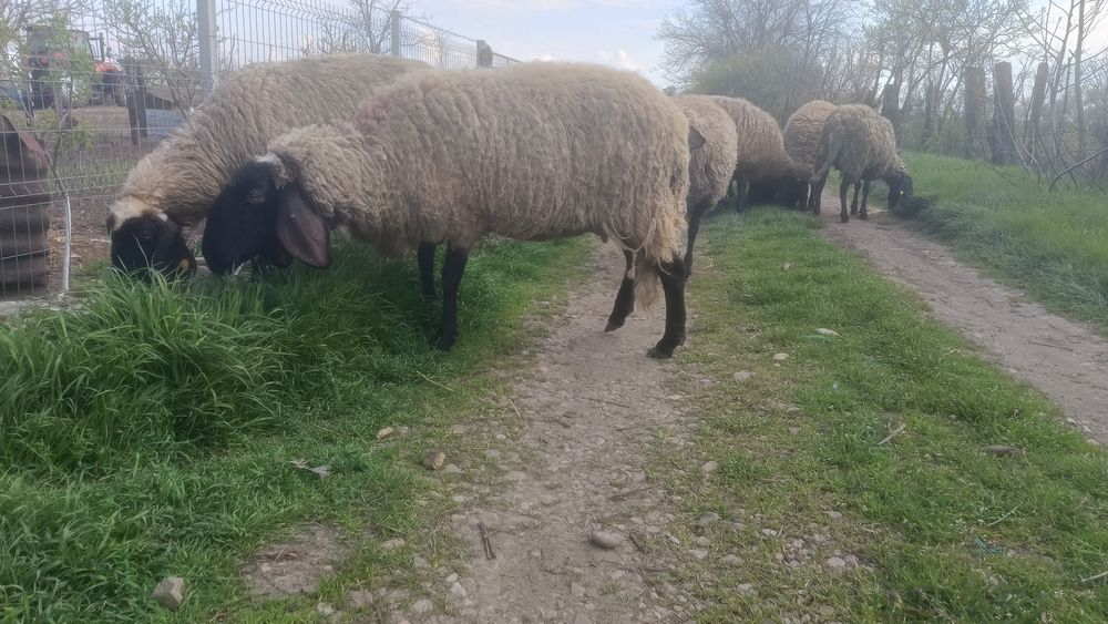2 oi sârbesti +berbec 6500 lei