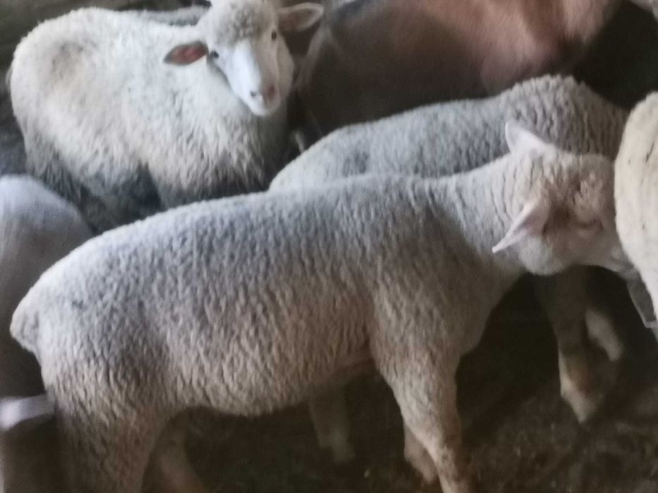 Vând mieluțe ile de France