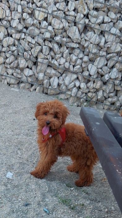 Pudel Mascul Red, 7 Luni – 5.000 Lei(Teddy)